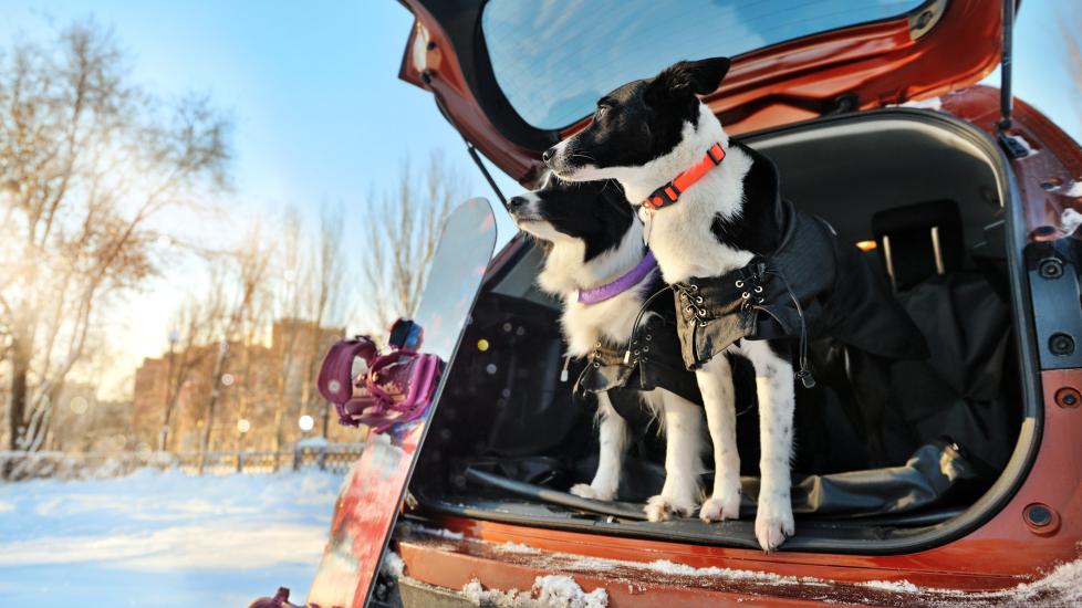 dog motion sickness; two Border Collies sit in a car on a snowy day.